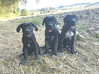 cuccioli cane corso nero